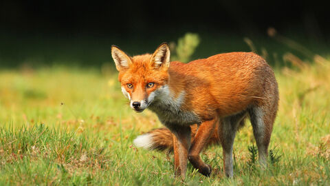 Red fox | Birmingham & Black Country Wildlife Trust